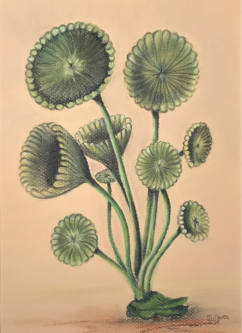 green algae
