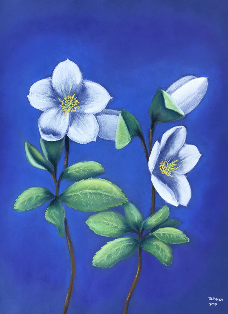 Helleborus