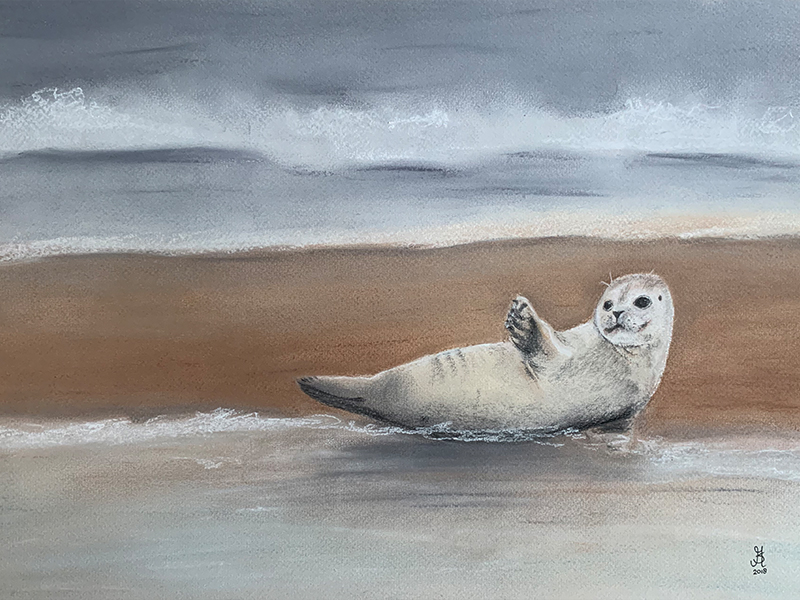 Seal on Dutch shore