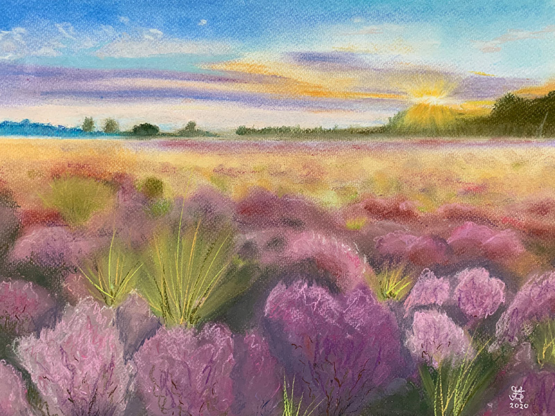 Heather in bloom