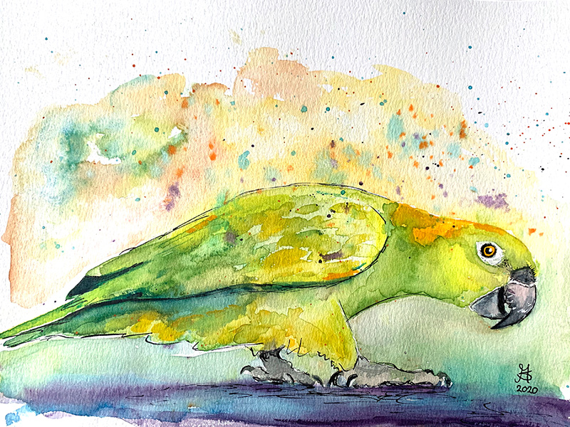 Parrot