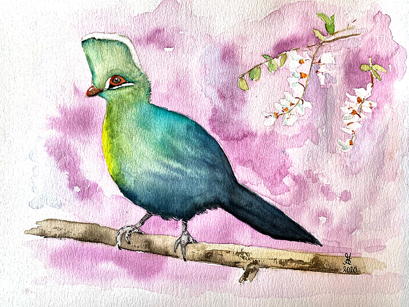 Knysna Turaco