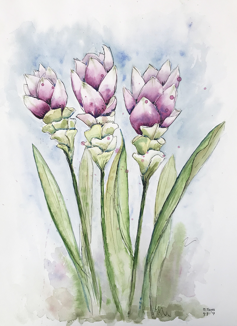 Curcuma plant