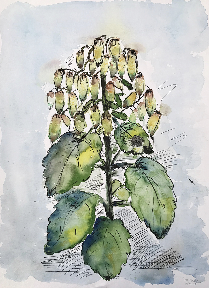 Kalanchoe Magic Bell
